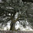 Alrbol centenario
