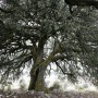 Alrbol centenario